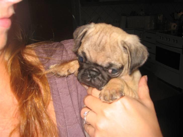 Mops Monkey - Jeg elsker at lege med mors lange lokker billede 2