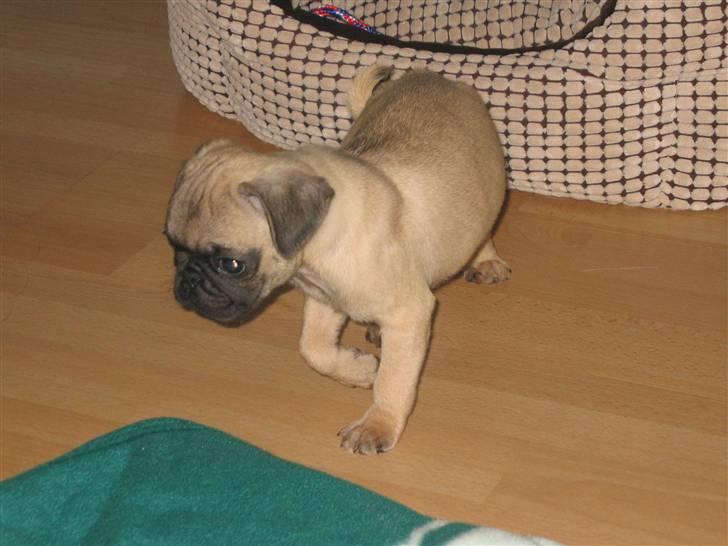 Mops Monkey - Hov hva var det jeg var ved at gå glip af derovre? billede 3