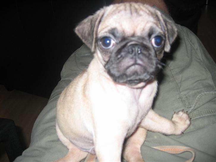 Mops Monkey - Her sidder jeg sammen med far billede 4