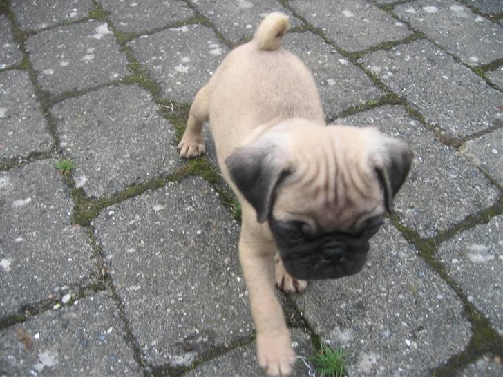 Mops Monkey - På opdagelse på terrassen billede 5