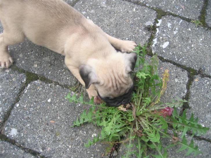 Mops Monkey - Var her ikke en lille edderkop lige før jeg ku tygge på? billede 6
