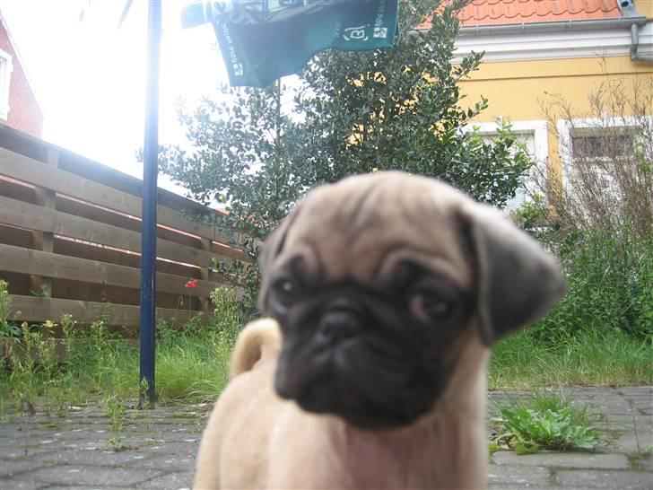 Mops Monkey - Hva glor du på? billede 7