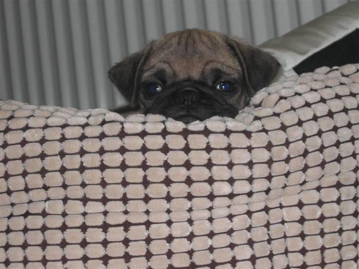 Mops Monkey - Helt bestemt en Nuser billede 8