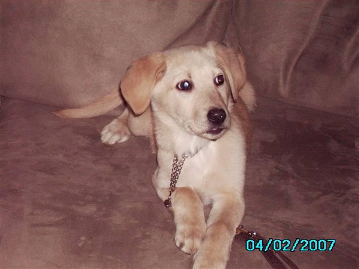 Blanding af racer holly*har fået nyt hjem* billede 1