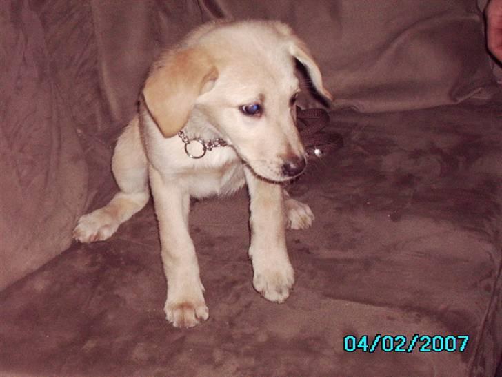 Blanding af racer holly*har fået nyt hjem* billede 2