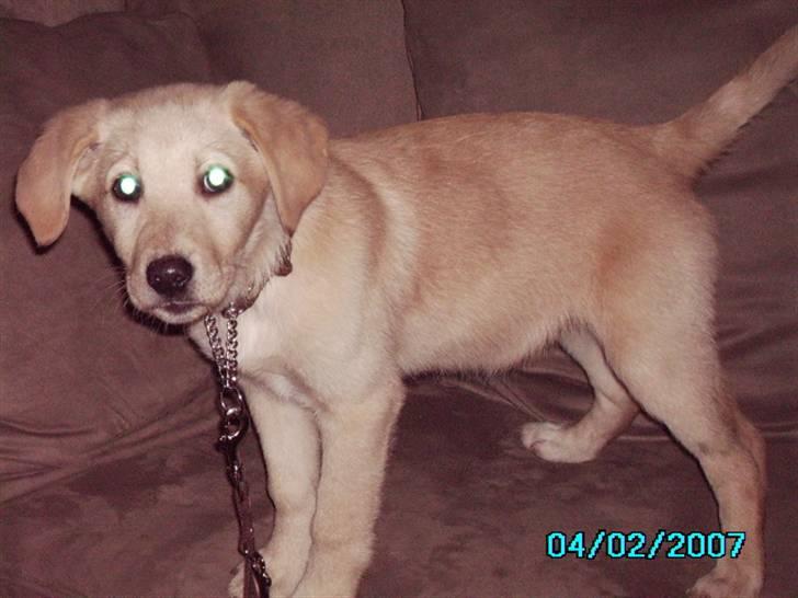 Blanding af racer holly*har fået nyt hjem* billede 3