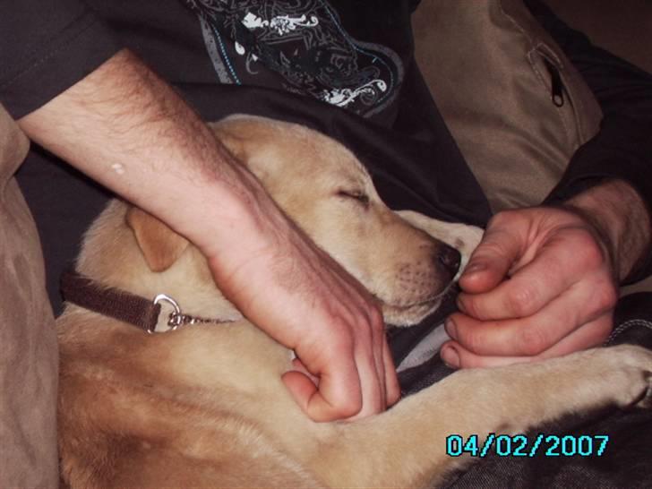 Blanding af racer holly*har fået nyt hjem* billede 4