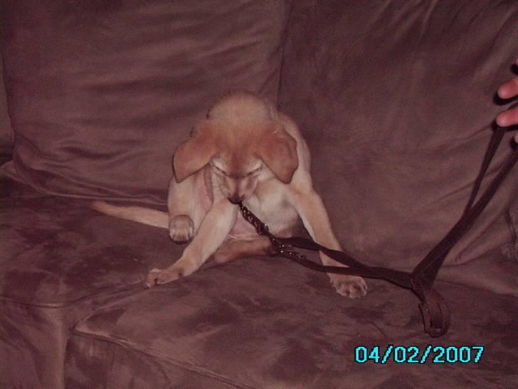 Blanding af racer holly*har fået nyt hjem* billede 5