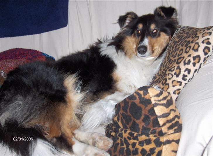 Collie langhåret Mollie - Mollie i "sin" sofa, som jeg også gerne må låne:) billede 1