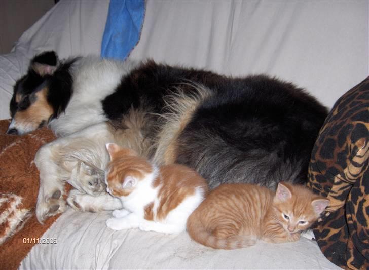 Collie langhåret Mollie - Her er Mollie som babysitter billede 2