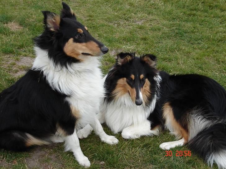 Collie langhåret Mollie - Mollie (til højre) og hendes kuldsøster Bella billede 3