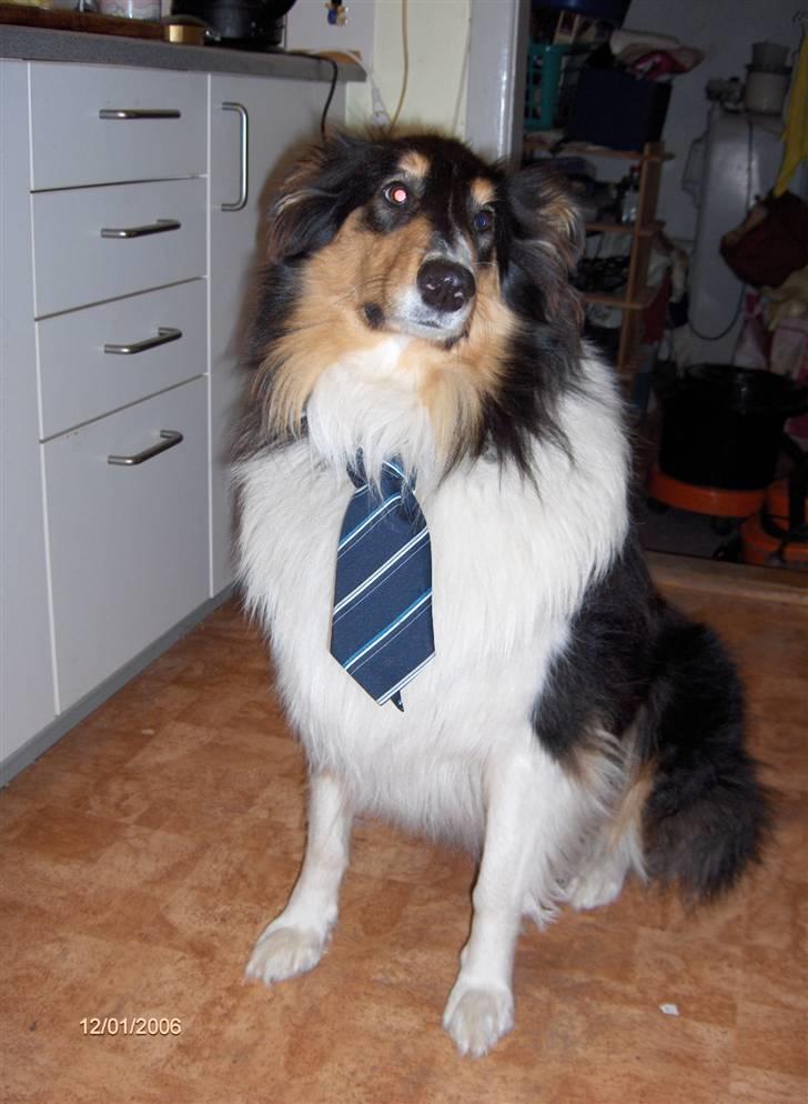 Collie langhåret Mollie - Mollie med "skoleuniformen" ;p billede 4