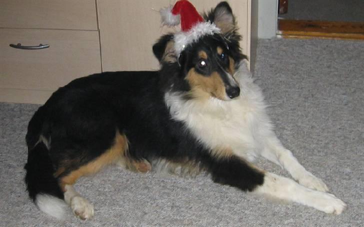 Collie langhåret Mollie - Lille Mollie til jul billede 5