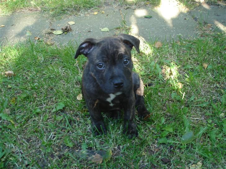 Staffordshire bull terrier Clinton billede 4