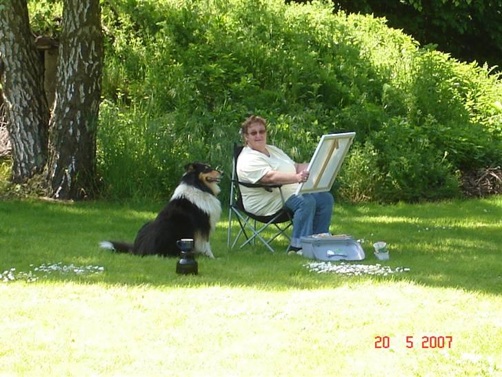 Collie langhåret Mollie - Mollie hjælper mor med at male billede 6