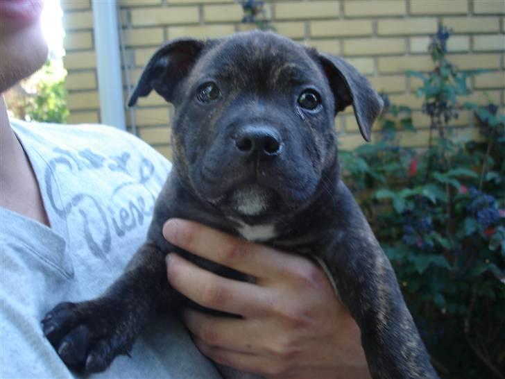 Staffordshire bull terrier Clinton billede 5