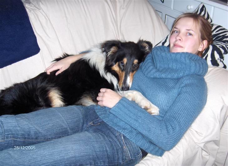 Collie langhåret Mollie - Aftenhygge i sofaen billede 8