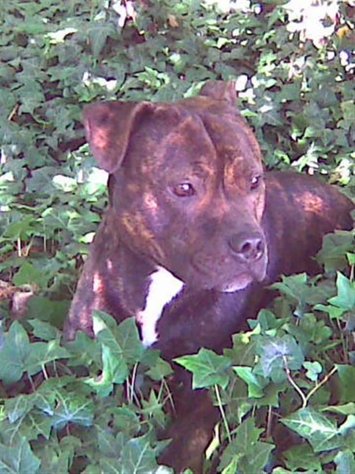 Staffordshire bull terrier Clinton - Vores flotte fyr poserer igen..:) billede 6