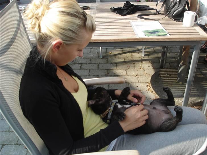 Staffordshire bull terrier Clinton - June og Clinton billede 7