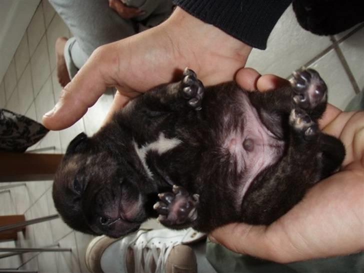 Staffordshire bull terrier Clinton - baby clinton..:) billede 8