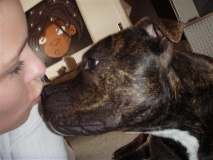 Staffordshire bull terrier Clinton - june og clinton..:) billede 9