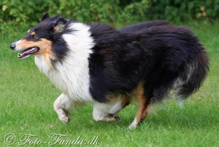 Collie langhåret Mollie - I galop efter bolden! billede 9