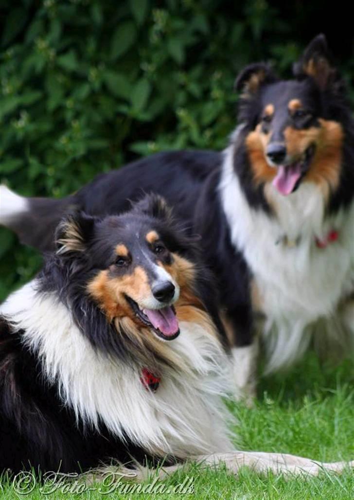 Collie langhåret Mollie - Mollie (forrest) og Bella (kuldsøster) bagest. billede 10