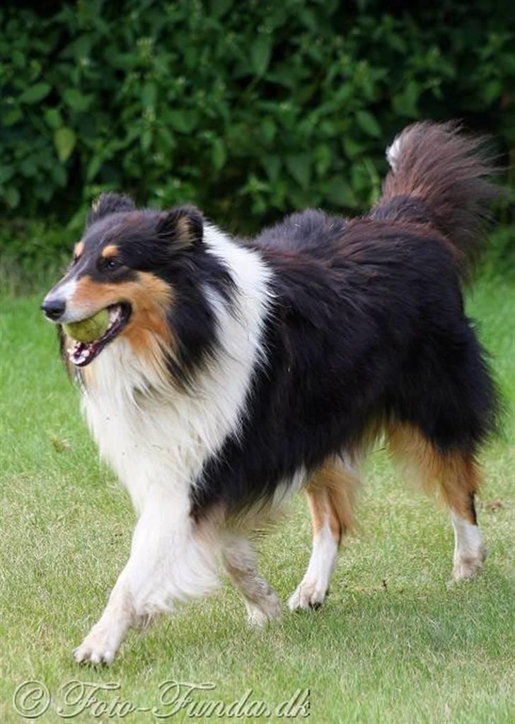 Collie langhåret Mollie - Så fik hun fat i bolden billede 11