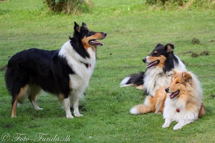 Collie langhåret Mollie - Bella (søster t. venstre), Mollie (midt) og Stella (deres papsøster t. højre) billede 12