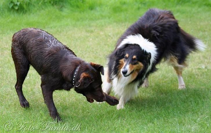 Collie langhåret Mollie - Mollie i leg med min labs, Luka billede 13