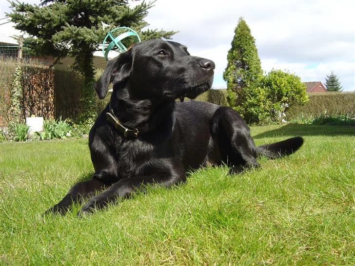 Labrador retriever Zippy - Hej  billede 1