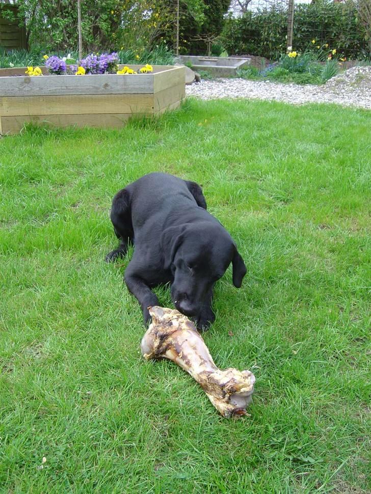 Labrador retriever Zippy - mums lækkert kødben billede 2