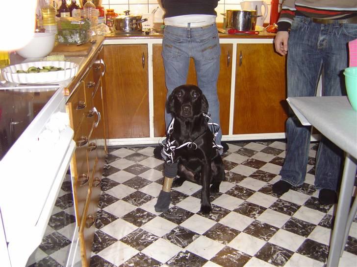 Labrador retriever Zippy - av min pote billede 3