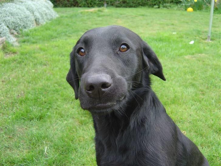 Labrador retriever Zippy - hvad har jeg nu gjort billede 4