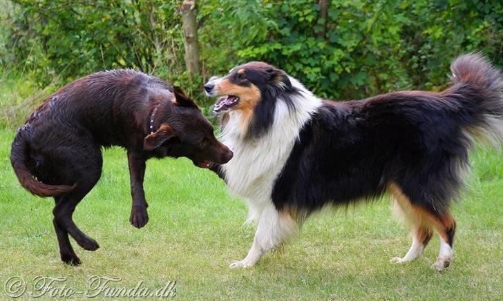 Collie langhåret Mollie - Leg billede 14