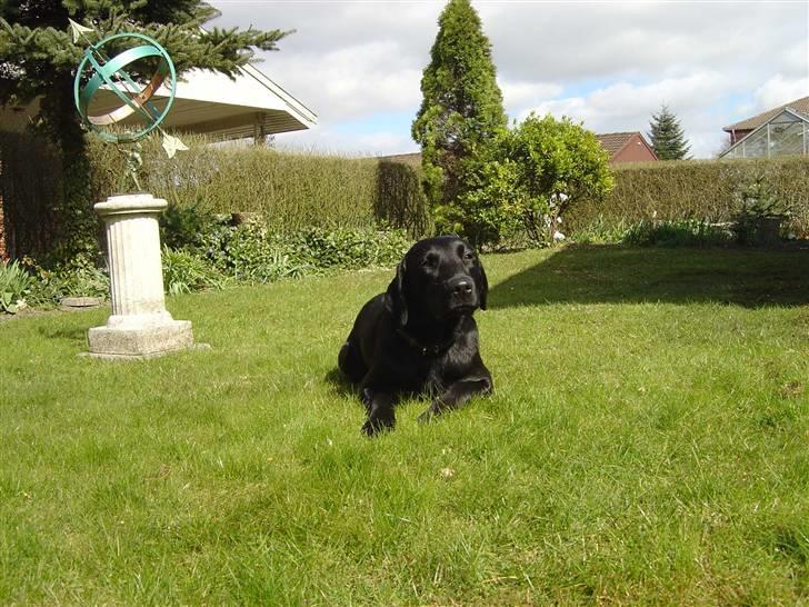 Labrador retriever Zippy - jeg keder mig - sker der snart noget  billede 5