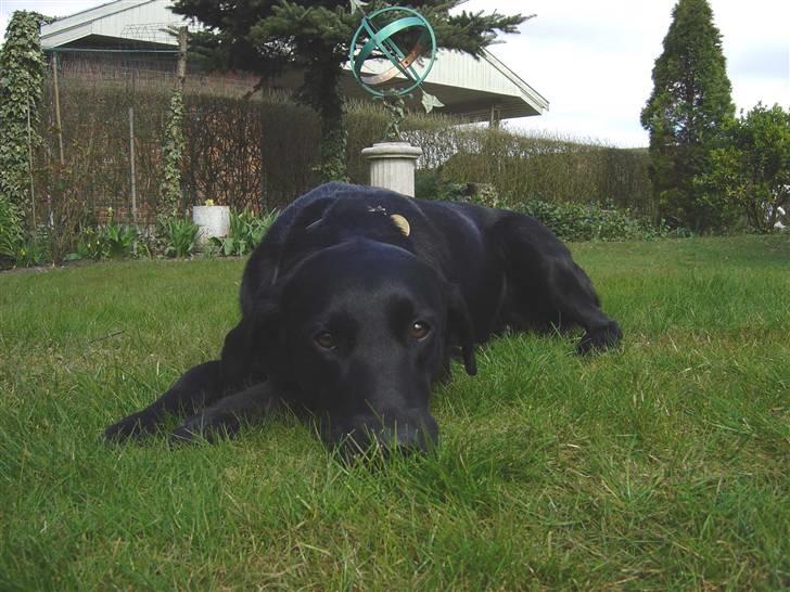 Labrador retriever Zippy - skal vi lege  billede 7