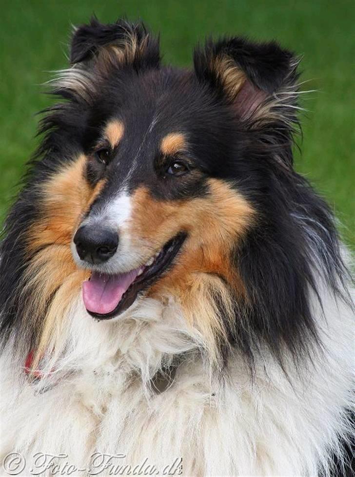 Collie langhåret Mollie - Smukke hund! billede 15