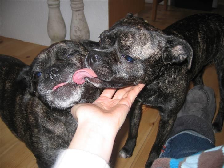 Blanding af racer Betty billede 20