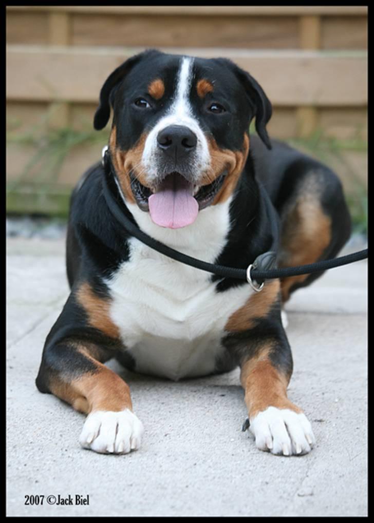 Grosser schweizer sennenhund Keev -  - 13 måneder billede 1