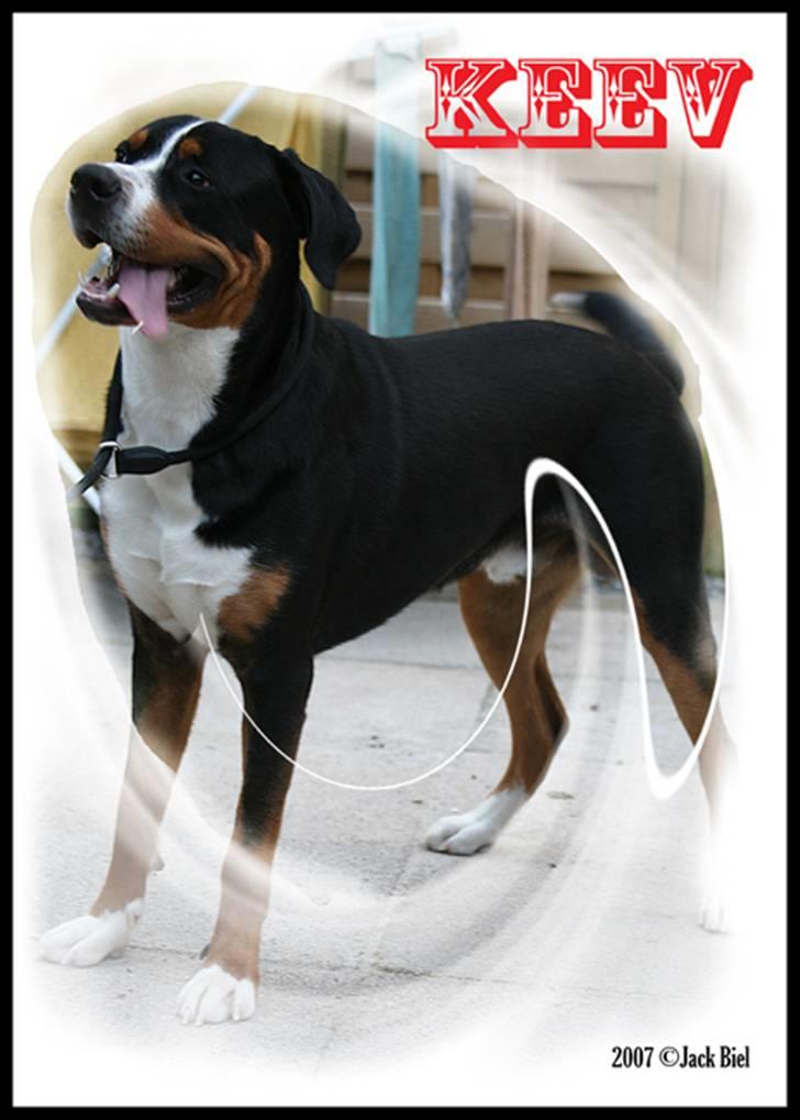 Grosser schweizer sennenhund Keev -  - 13 måneder billede 2