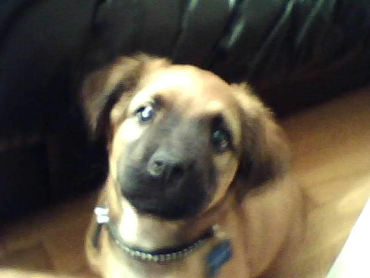 Blanding af racer Basse Ib billede 2