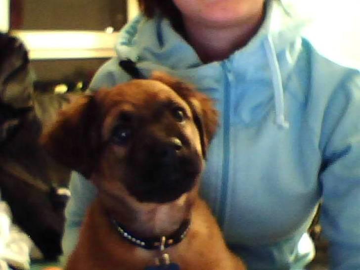 Blanding af racer Basse Ib billede 3