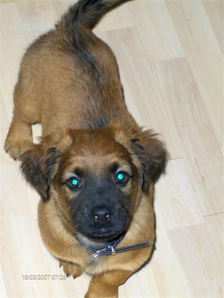 Blanding af racer Basse Ib billede 4