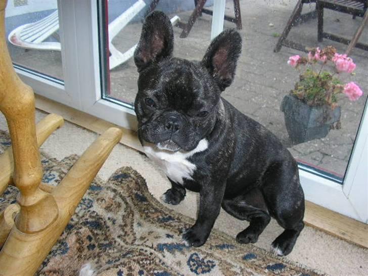 Fransk bulldog ~Chick~ billede 10