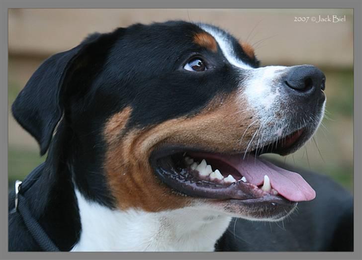 Grosser schweizer sennenhund Keev -  - 13 måneder billede 3