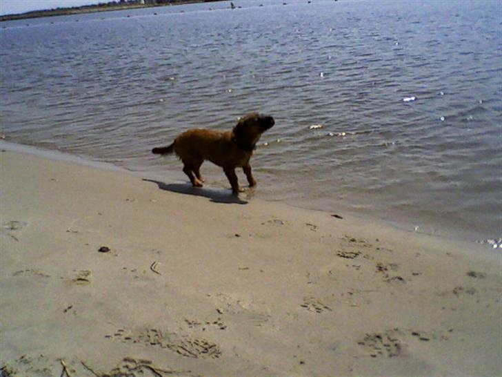 Blanding af racer Basse Ib - Jeg elsker bare at være ved vandet billede 5