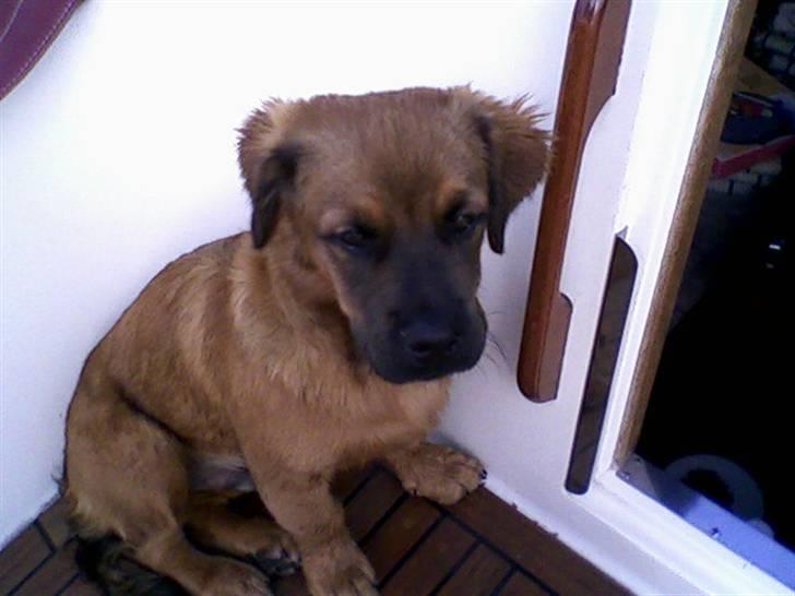 Blanding af racer Basse Ib billede 6