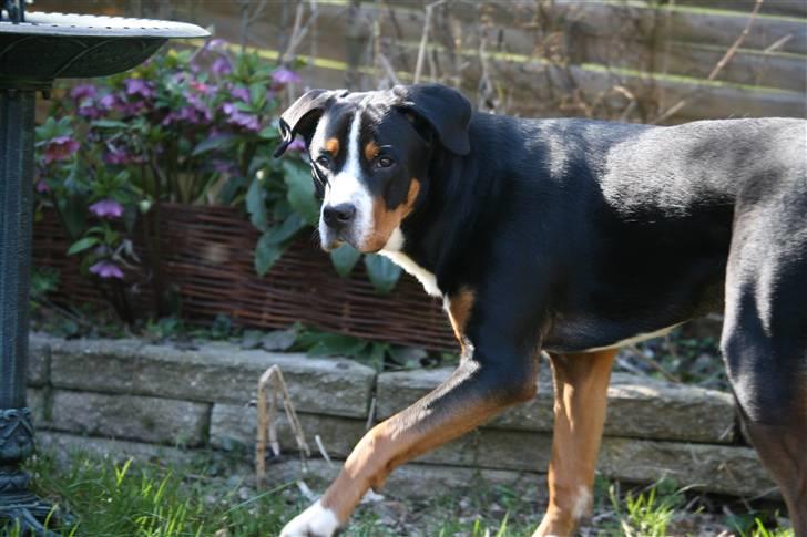 Grosser schweizer sennenhund Keev -  - 8 måneder billede 4