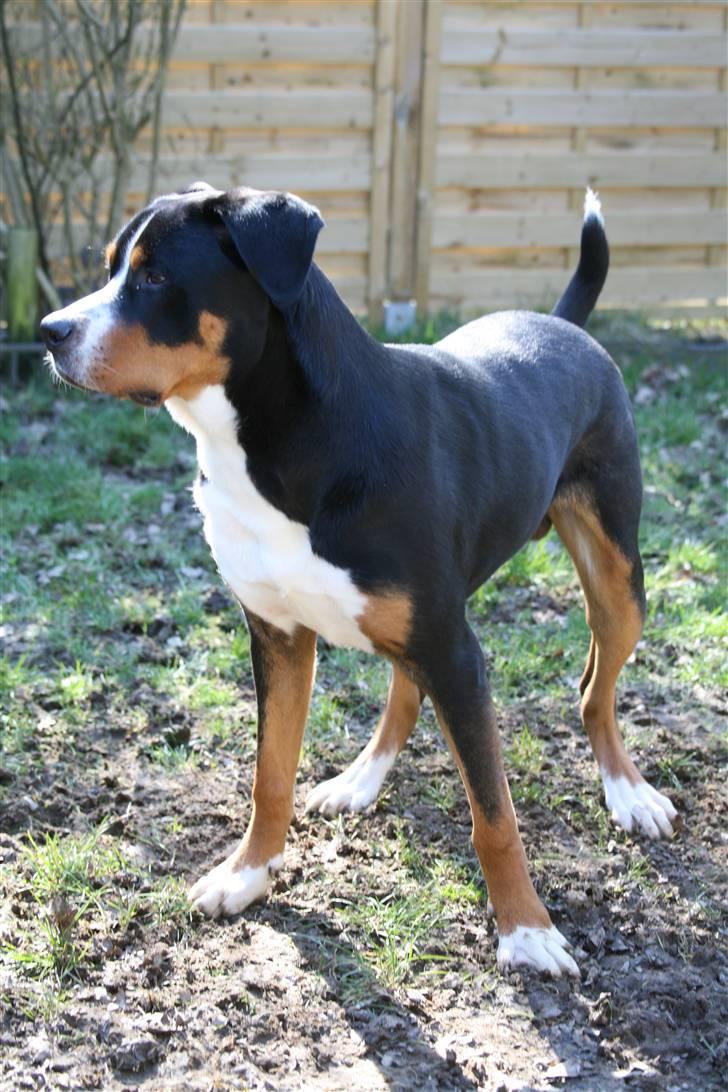 Grosser schweizer sennenhund Keev -  - 8 måneder billede 5